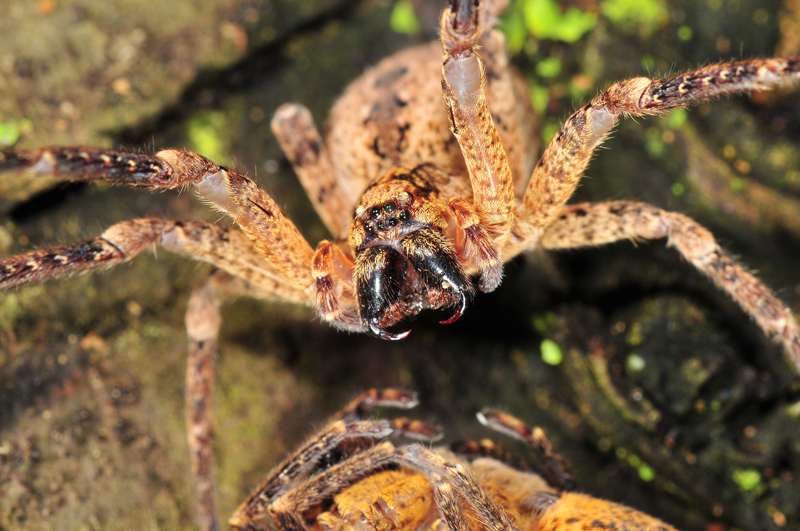 Zoropsis sp.